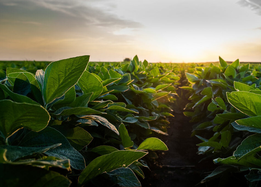 Photo of Court of Appeals Upends Agricultural Permitting in South Carolina